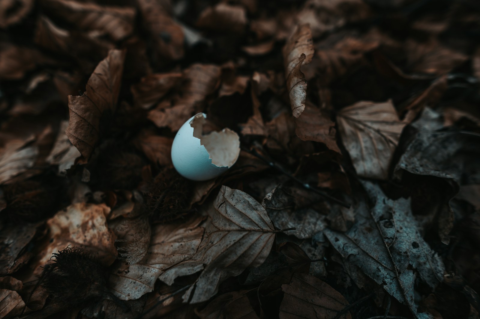 white mushroom on brown dried leaves